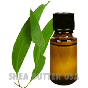 Eucalyptus Oil