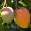 Shea Butter USA wholesale unrefined mango butter
