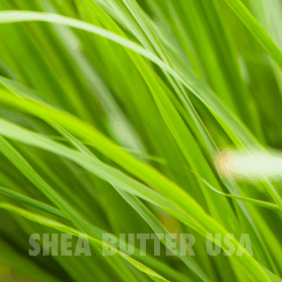 Wholesale organic lemon grass oil