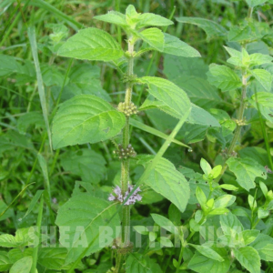 Peppermint mentha arvensis