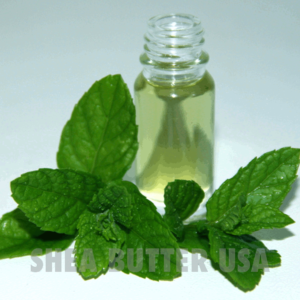 Wholesale peppermint mentha piperita