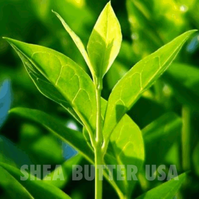 Wholesale organic tea tree oil