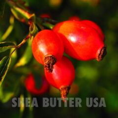 Wholesale Rosehip Seed Oil